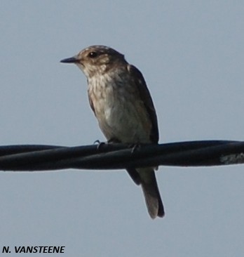 Muscicapa striata